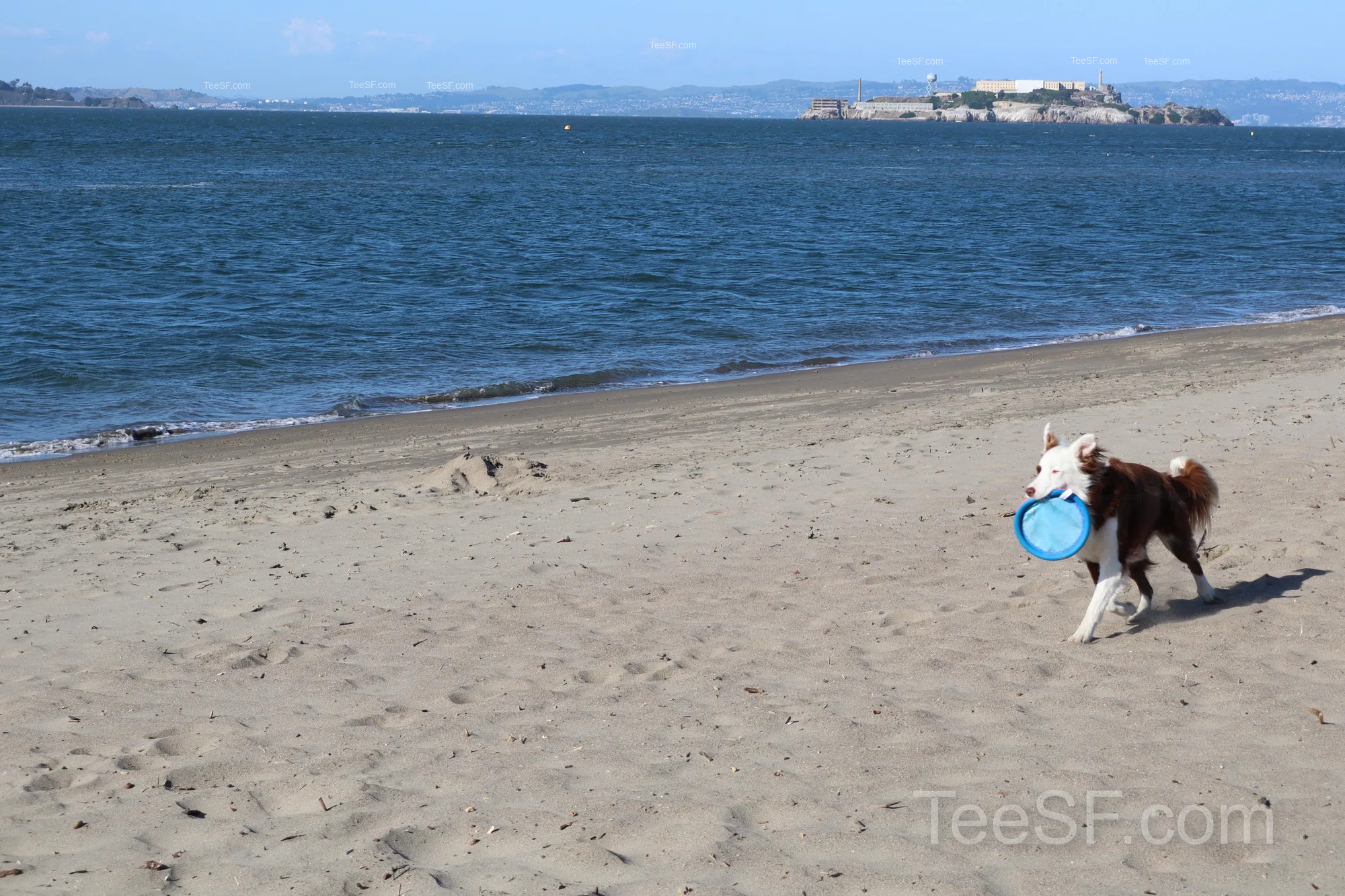 golden Gate Beach Dog With Frisbee during a Stripe Sessions 2026 visit in San Francisco.